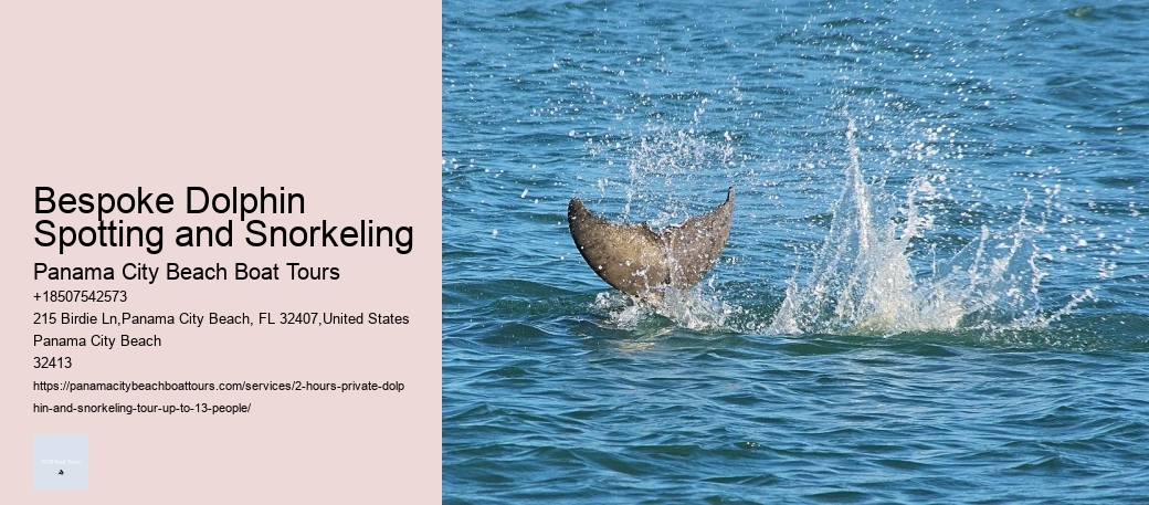 Bespoke Dolphin Spotting and Snorkeling