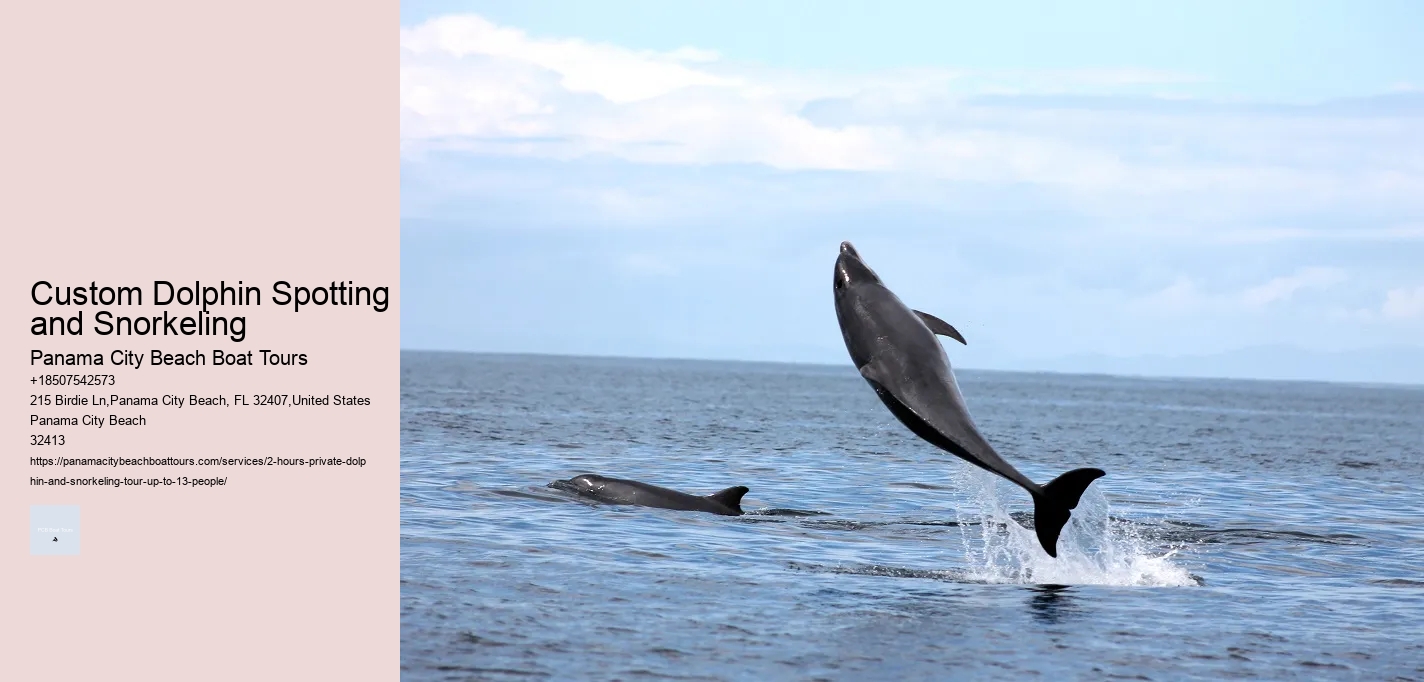 Custom Dolphin Spotting and Snorkeling