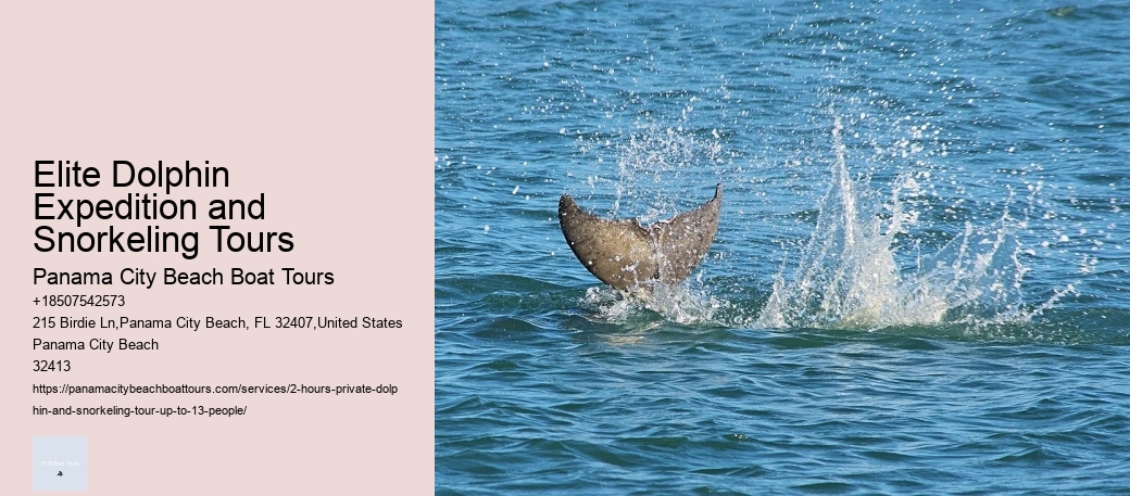 Elite Dolphin Expedition and Snorkeling Tours