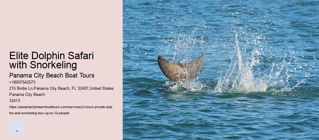 Elite Dolphin Safari with Snorkeling