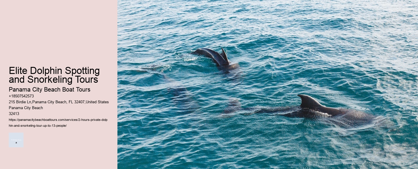 Elite Dolphin Spotting and Snorkeling Tours