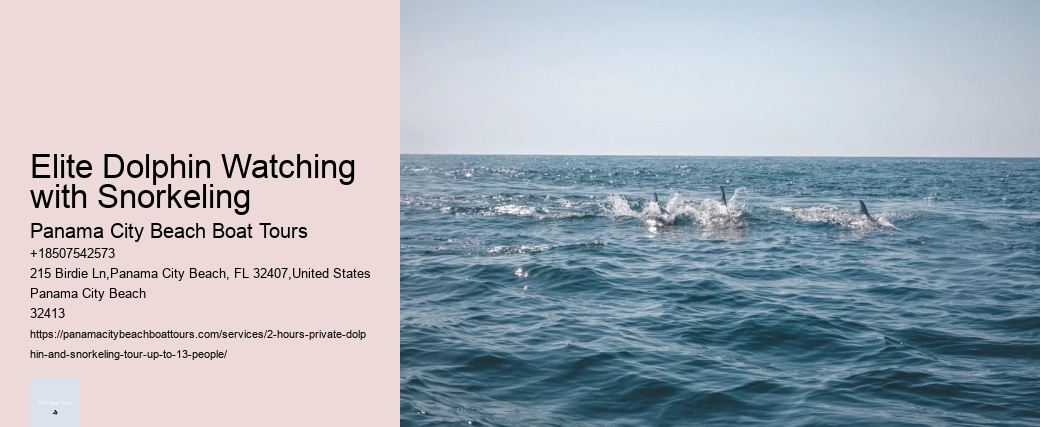 Elite Dolphin Watching with Snorkeling