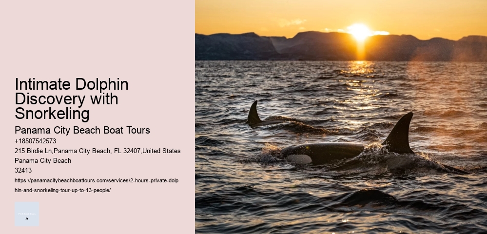 Dolphin Tours In Clearwater Florida