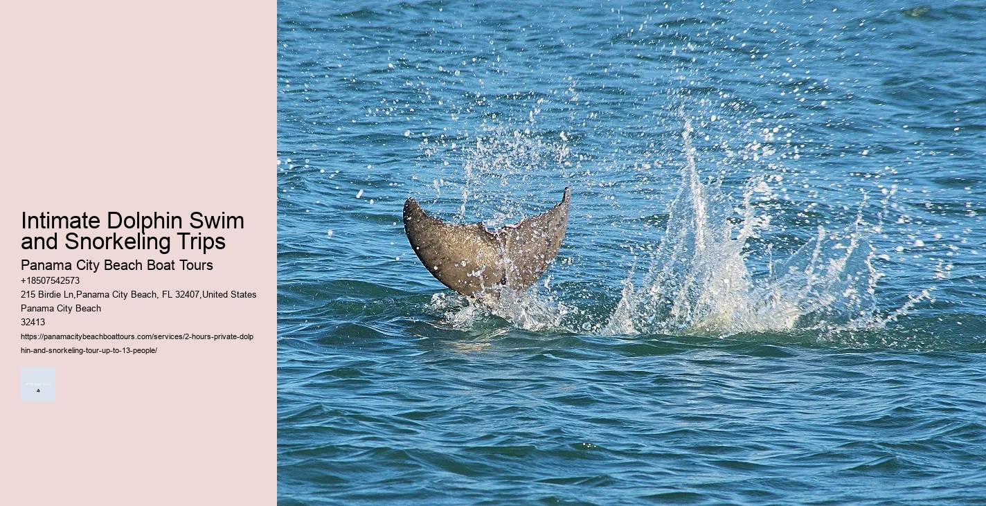 Dolphin Tours Khasab