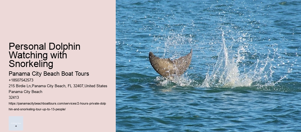 Personal Dolphin Watching with Snorkeling