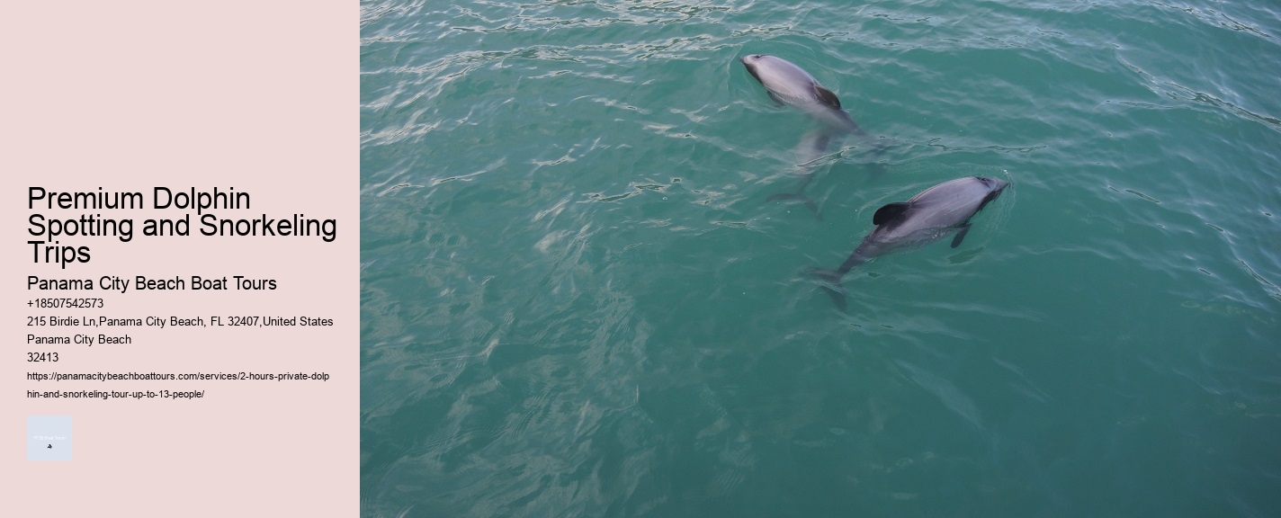Premium Dolphin Spotting and Snorkeling Trips