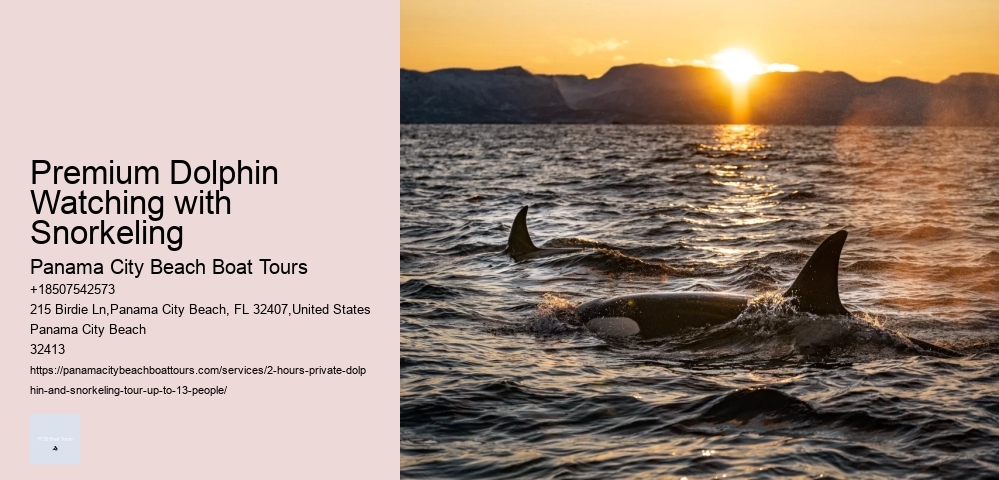 Dolphin Tours & Snorkeling Tours