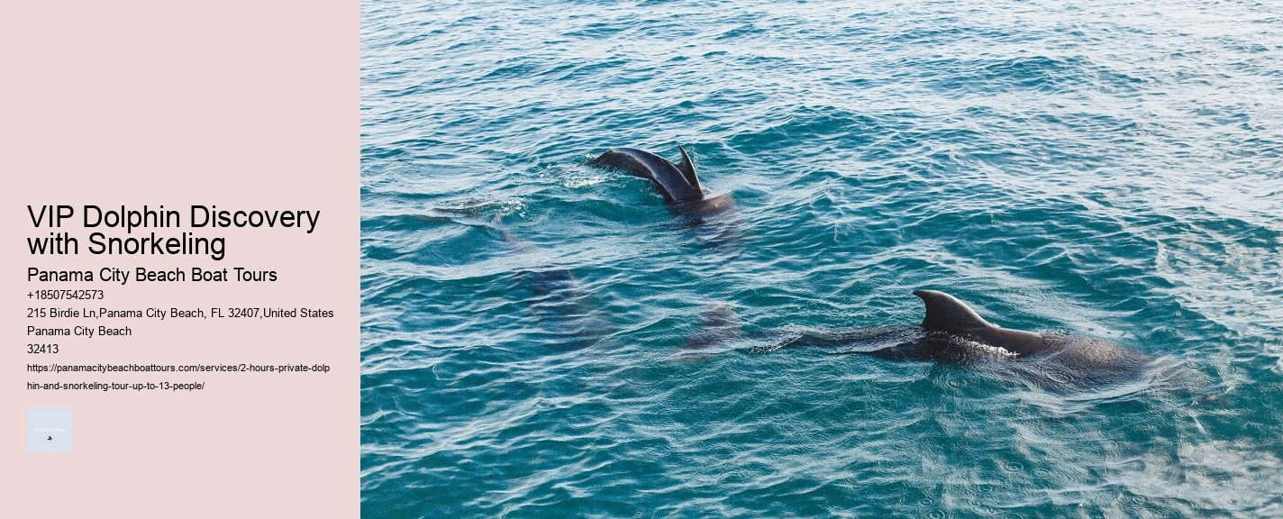 VIP Dolphin Discovery with Snorkeling